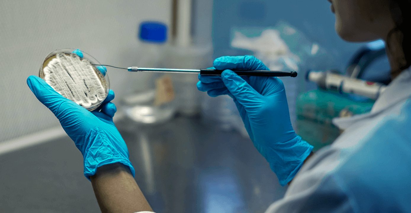 Lab technician inoculating a Petri dish with BARcode culture