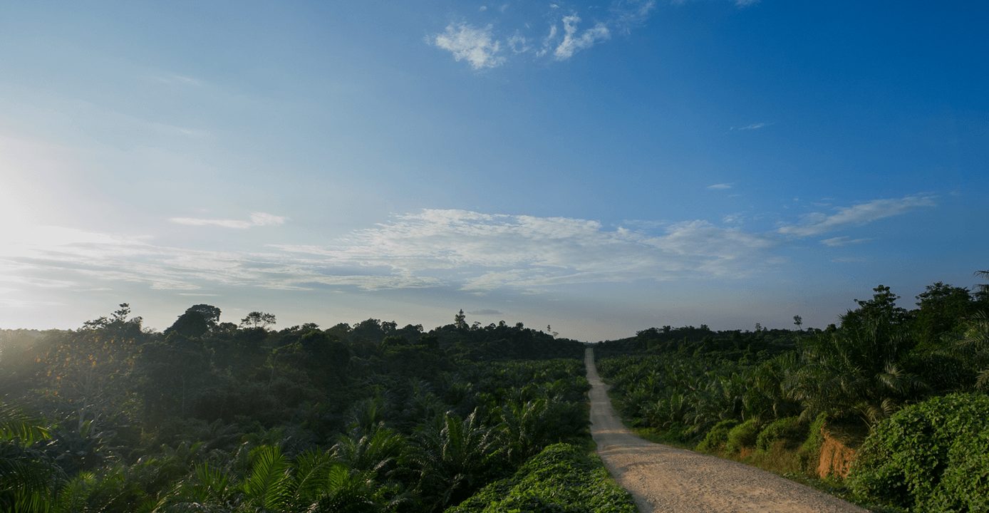 Plantation road at dawn, palms framing the horizon